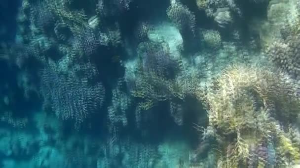 Fusillade Sous Marine Des Poissons Récif Mer Rouge — Video