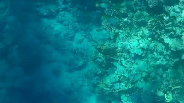 红海中鱼和礁的水下拍摄 — 图库视频影像