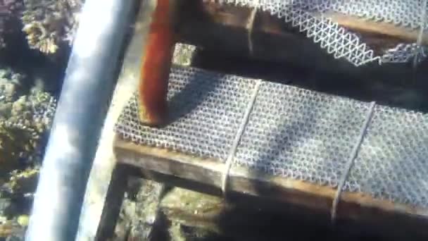 Tiro Subaquático Dos Peixes Recifes Mar Vermelho — Vídeo de Stock