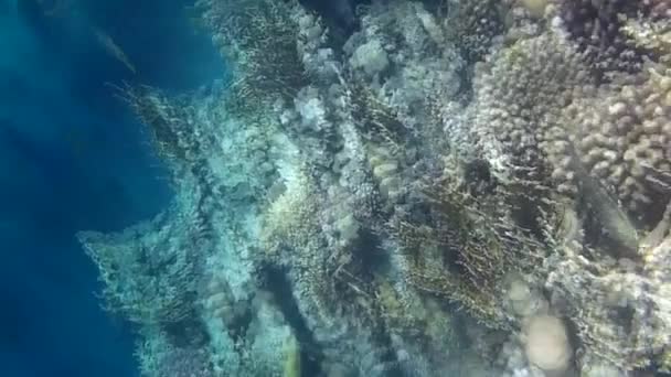 Tembakan Bawah Air Ikan Dan Karang Laut Merah — Stok Video