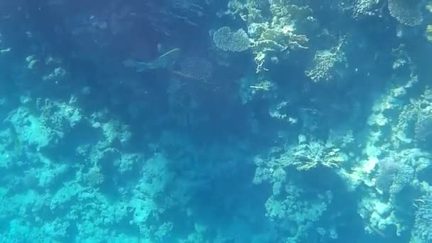 Sparatoria Subacquea Dei Pesci Barriera Corallina Mare Rosso — Video Stock