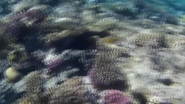 Подводная Съемка Рыб Рифов Красном Море — стоковое видео