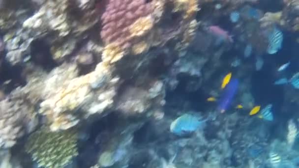 Sparatoria Subacquea Dei Pesci Barriera Corallina Mare Rosso — Video Stock