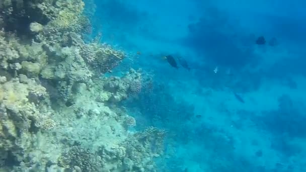 Disparo Submarino Los Peces Arrecifes Mar Rojo — Vídeo de stock