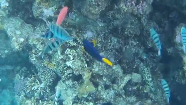 Fusillade sous-marine des poissons et récif en mer rouge  