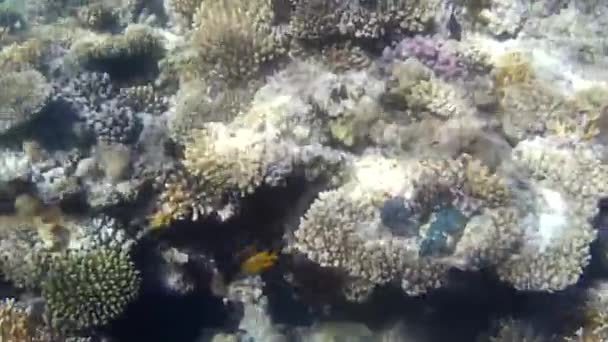 Fusillade sous-marine des poissons et récif en mer rouge  