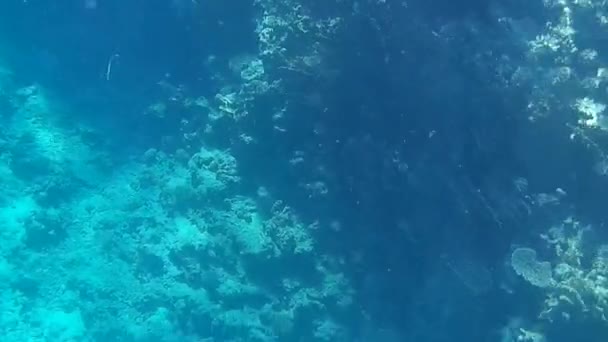 Sparatoria Subacquea Dei Pesci Barriera Corallina Mare Rosso — Video Stock