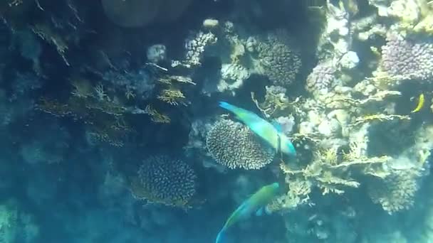 Підводні Зйомки Риб Рифів Червоному Морі — стокове відео