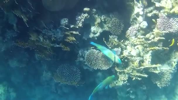 Onderwater Schieten Van Vissen Het Rif Rode Zee — Stockvideo