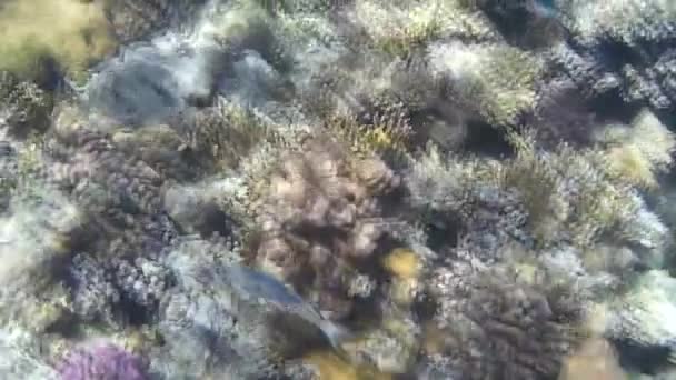 การย งใต าของปลาและแนวปะการ งในทะเลแดง — วีดีโอสต็อก