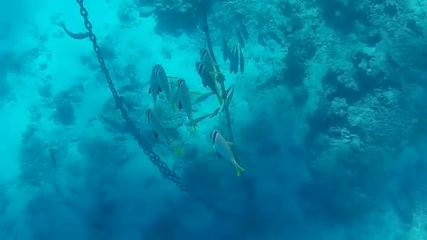 Underwater Shooting Fishes Reef Red Sea — Stock Video