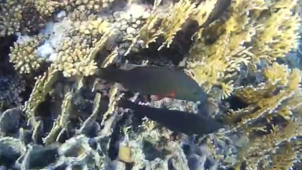 Fusillade Sous Marine Des Poissons Récif Mer Rouge — Video