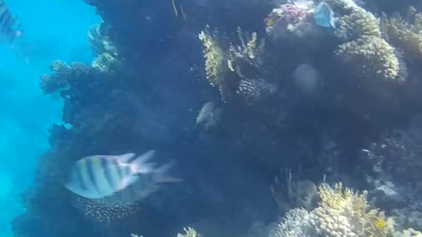 Fusillade Sous Marine Des Poissons Récif Mer Rouge — Video