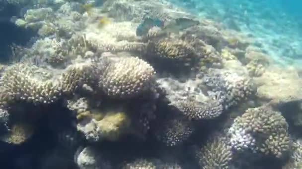 Unterwasseraufnahmen Von Fischen Und Riffen Roten Meer — Stockvideo