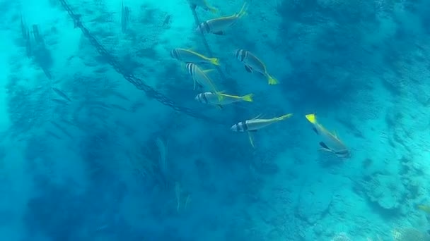 Fusillade Sous Marine Des Poissons Récif Mer Rouge — Video