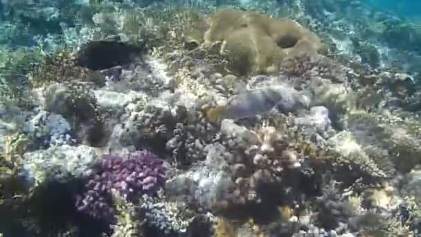 Fusillade sous-marine des poissons et récif en mer rouge  