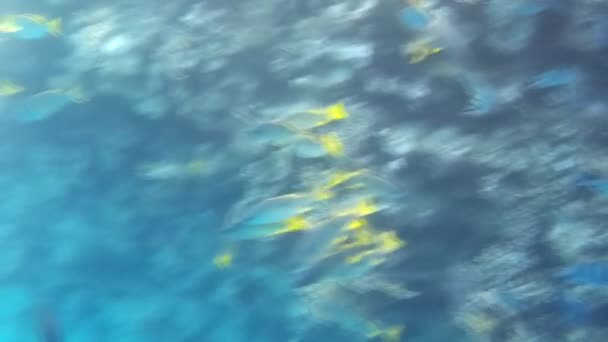 바다에서 물고기와 암초를 속에서 — 비디오