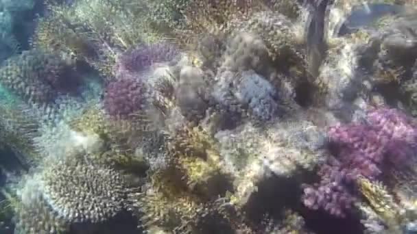 紅海での魚やサンゴ礁の水中撮影 — ストック動画