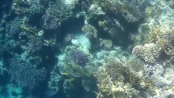 Sparatoria Subacquea Dei Pesci Barriera Corallina Mare Rosso — Video Stock