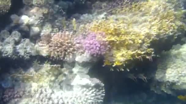 Disparo Submarino Los Peces Arrecifes Mar Rojo — Vídeo de stock