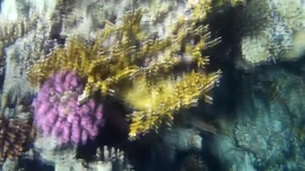 Disparo Submarino Los Peces Arrecifes Mar Rojo — Vídeo de stock