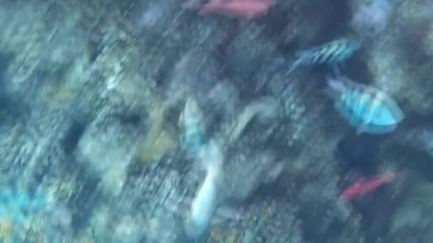 Fusillade Sous Marine Des Poissons Récif Mer Rouge — Video