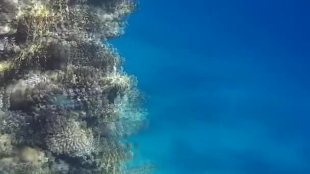 Podwodne Polowanie Ryby Rafy Morzu Czerwonym — Wideo stockowe