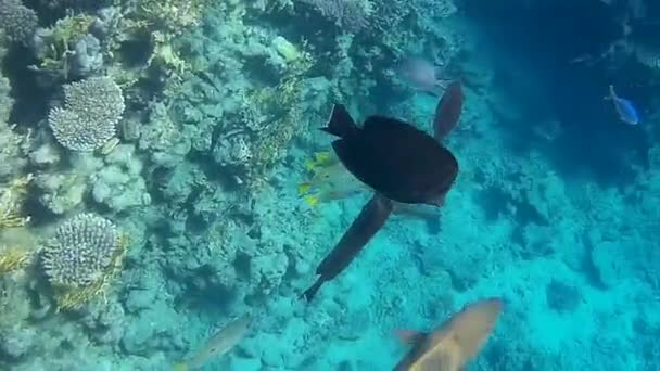 Unterwasseraufnahmen Von Fischen Und Riffen Roten Meer — Stockvideo