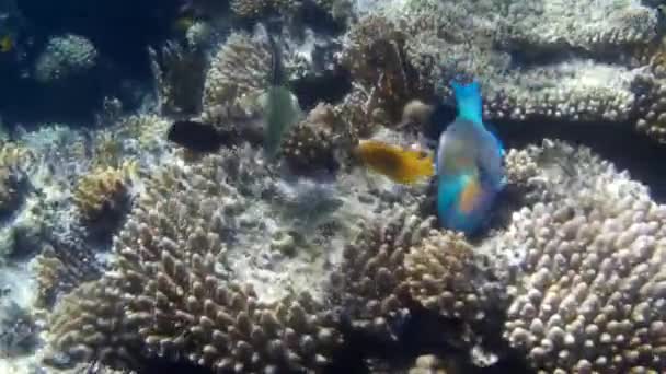 Underwater Shooting Fishes Reef Red Sea — Stock Video
