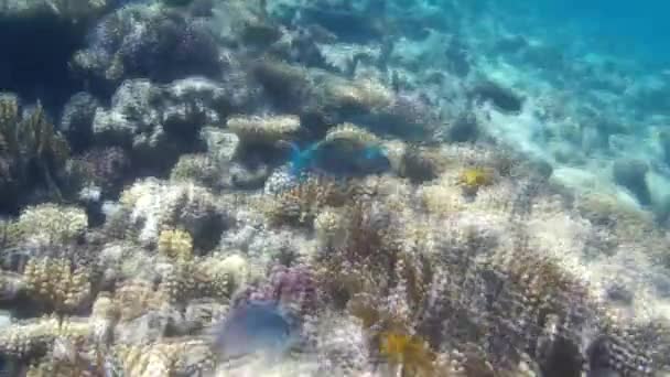 Filmarea Subacvatică Peștilor Recifului Marea Roșie — Videoclip de stoc