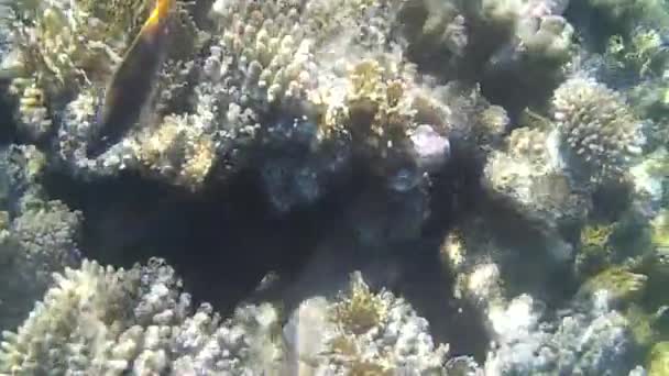Fusillade sous-marine des poissons et récif en mer rouge  