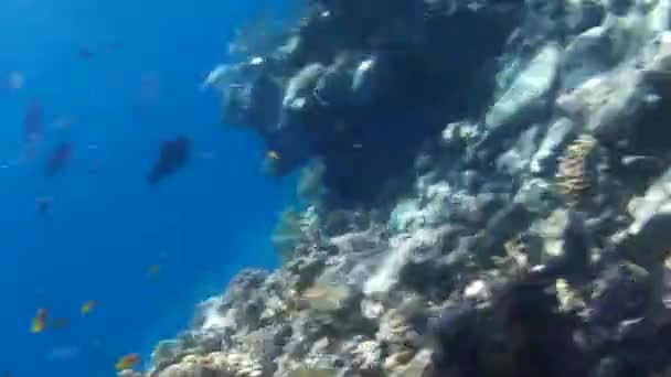 Fusillade sous-marine des poissons et récif en mer rouge  