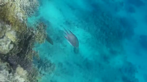 Fusillade sous-marine des poissons et récif en mer rouge  