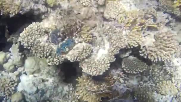 Unterwasseraufnahmen Von Fischen Und Riffen Roten Meer — Stockvideo