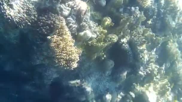 Disparo Submarino Los Peces Arrecifes Mar Rojo — Vídeo de stock