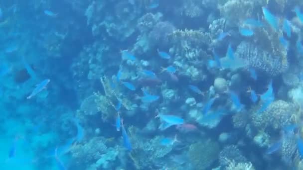 Underwater Shooting Fishes Reef Red Sea — Stock Video