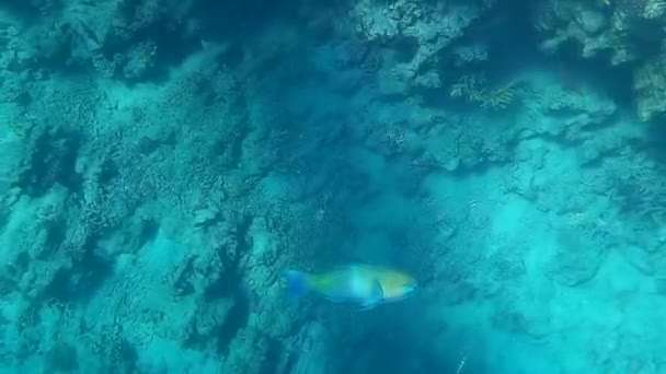Underwater Shooting Fishes Reef Red Sea — Stock Video