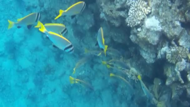 Disparo Submarino Los Peces Arrecifes Mar Rojo — Vídeo de stock