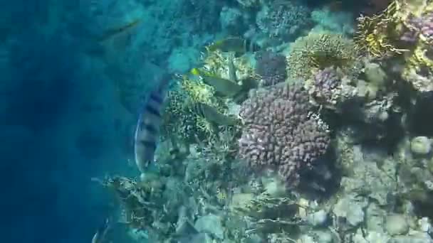 Disparo Submarino Los Peces Arrecifes Mar Rojo — Vídeo de stock