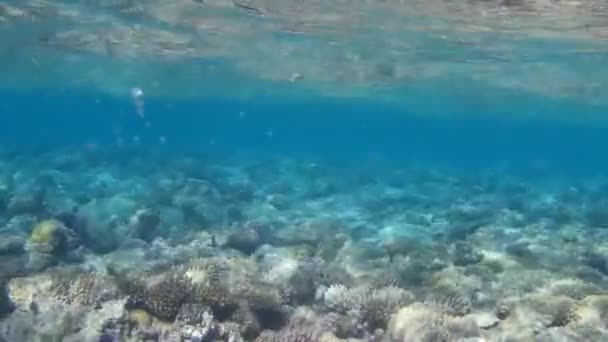 Tiro Subaquático Dos Peixes Recifes Mar Vermelho — Vídeo de Stock