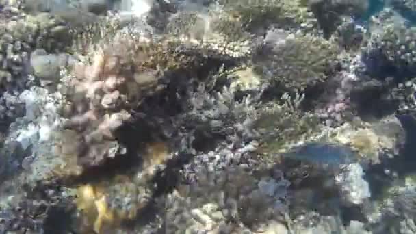 Sparatoria Subacquea Dei Pesci Barriera Corallina Mare Rosso — Video Stock