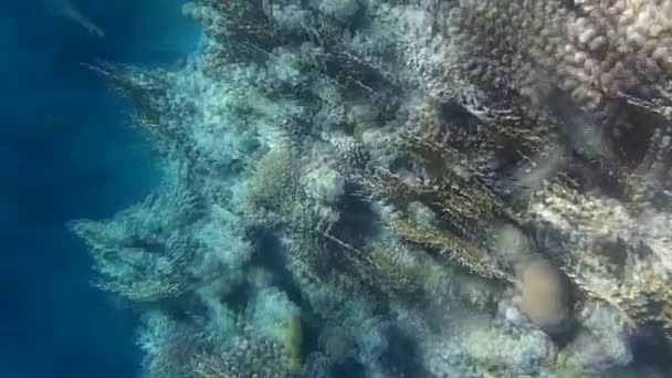 Disparo Submarino Los Peces Arrecifes Mar Rojo — Vídeo de stock