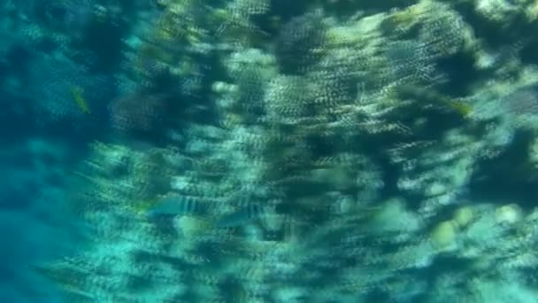 Podvodní Střílení Ryb Útesu Červeném Moři — Stock video