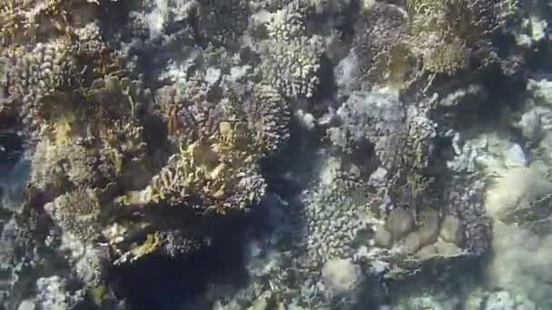 Подводная Съемка Рыб Рифов Красном Море — стоковое видео