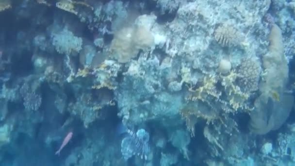 Fusillade sous-marine des poissons et récif en mer rouge  