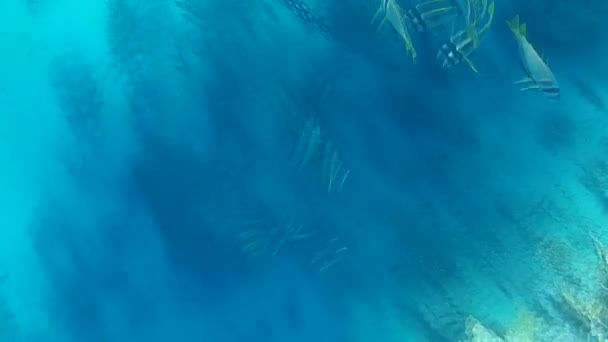 Підводні Зйомки Риб Рифів Червоному Морі — стокове відео