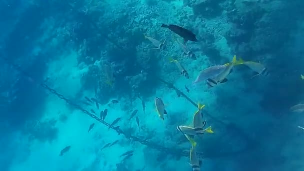 Sparatoria Subacquea Dei Pesci Barriera Corallina Mare Rosso — Video Stock