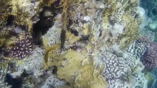 Tembakan Bawah Air Ikan Dan Karang Laut Merah — Stok Video