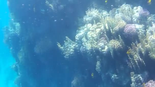 Disparo Submarino Los Peces Arrecifes Mar Rojo — Vídeo de stock