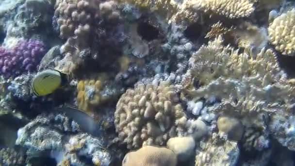 Sparatoria Subacquea Dei Pesci Barriera Corallina Mare Rosso — Video Stock